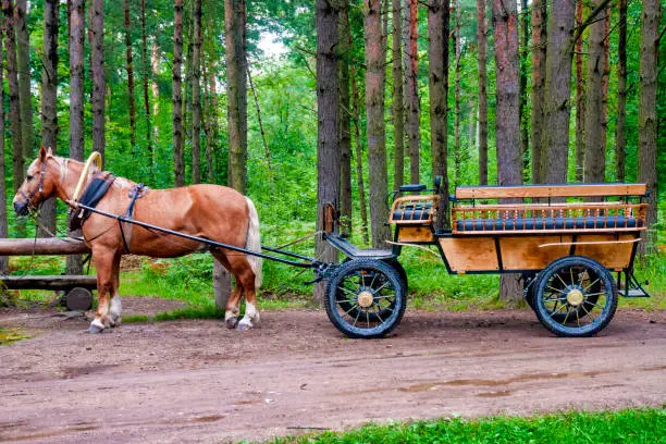 Horse and cart in the Estonian Open Air Museum, Tallinn, Estonia