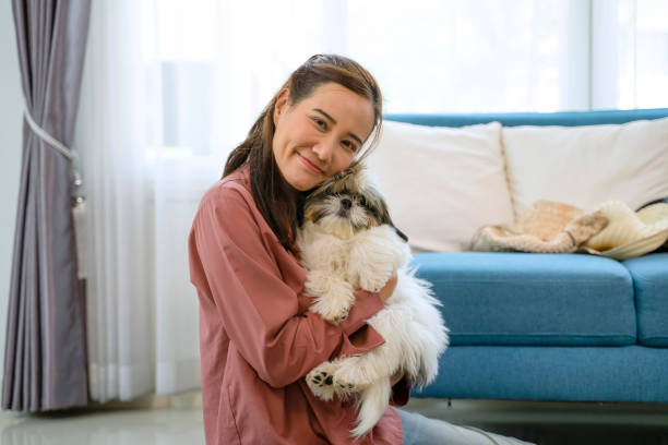 若い女性は家で小さなかわいい犬と遊んでいます。 - pets embracing one person portrait ストックフォトと画像