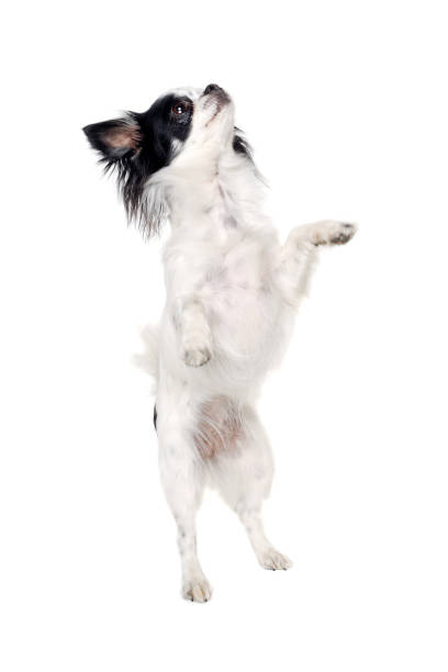 istock Chihuahua isolated on white background 1388355561