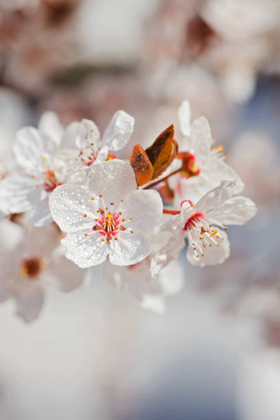apple buffet in spring - spring vertical cherry blossom color image imagens e fotografias de stock