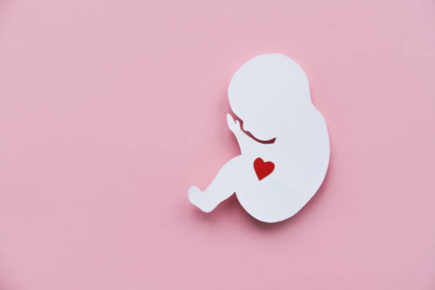 paper silhouette of a human embryo with a red heart on a pink background. flat lay, place for text. - artificial insemination imagens e fotografias de stock