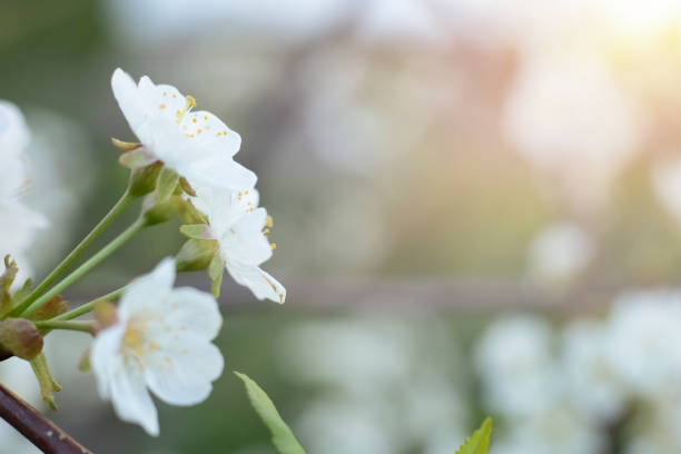 istock White blooming flowers on a cherry tree with sunbeams on a washed green background. 1388356323