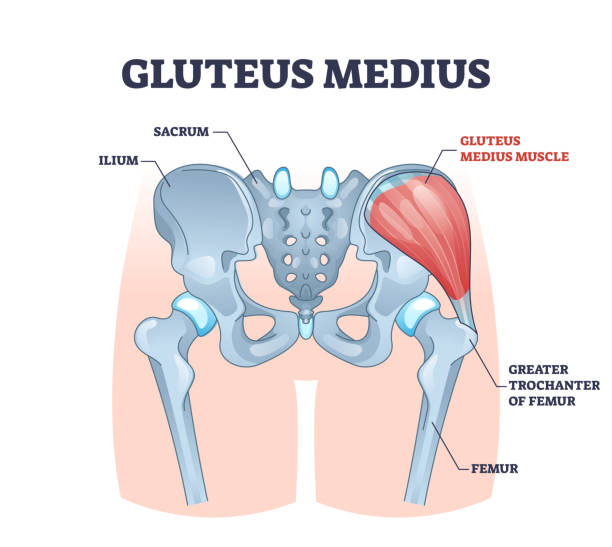 Gluteus medius muscle with human hip and groin anatomy outline diagram Gluteus medius muscle with human hip and groin anatomy outline diagram. Labeled educational medical scheme with skeletal ilium, sacrum, femur and greater trochanter of femur bones vector illustration. pelvis stock illustrations