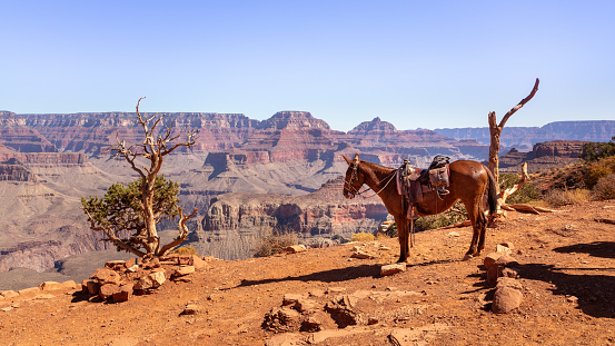 Grand Canyon National Park, located in northwestern Arizona, is the 15th site in the United States to have been named as a national park. The park's central feature is the Grand Canyon, a gorge of the Colorado River, which is often considered one of the Wonders of the World.