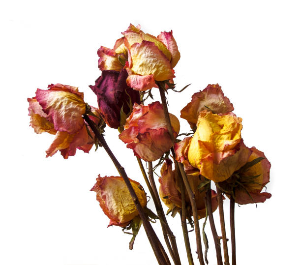 istock Dried rose flowers isolated on white background - horizontal photo 1388358552