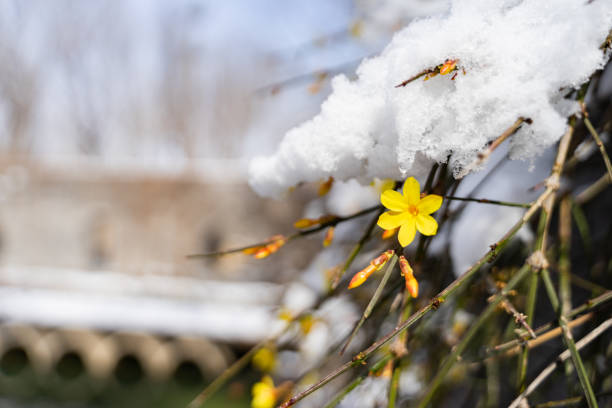 snowy jasmine yellow flowers