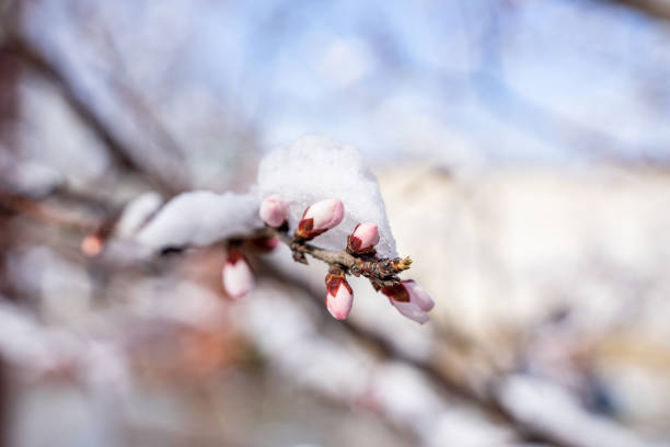 Peach blossoms wrapped in snow stock photo