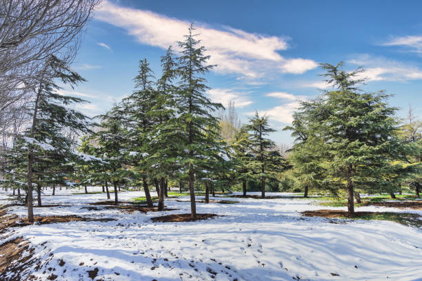 Pine forest in snow park with blue sky and white clouds stock photo