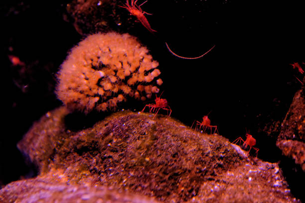 Common Shrimp - Palaemon Serratus - Underwater