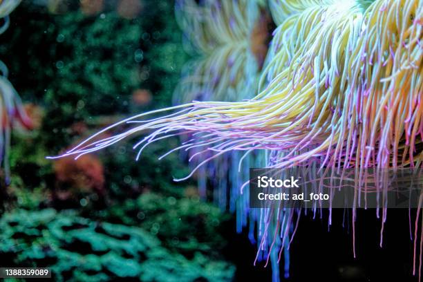 Snakelocks Anemone Anemonia Viridis Stock Photo - Download Image Now - Anemone Flower, Sea Anemone, Anemonefish