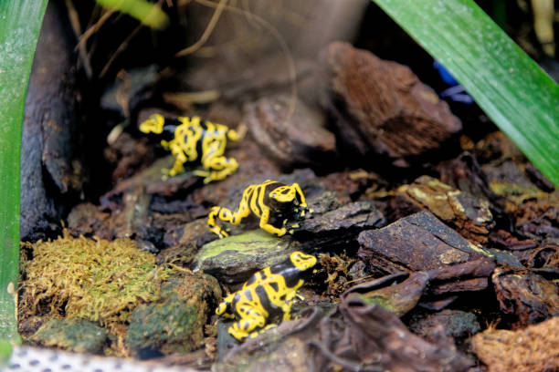 South American Yellow banded or yellow headed poison dart frog South American Yellow banded or yellow headed poison dart frog (Dendrobates leucomelas), a.k.a. Bumblebee poison frog. Genoa Aquarium in Genoa, Liguria, Italy poison arrow frog stock pictures, royalty-free photos & images