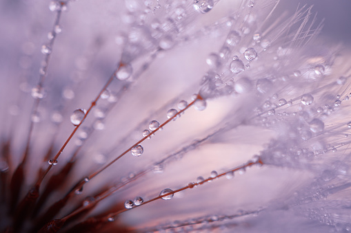 raindrops on the dandelion flower seed in rainy days in springtime