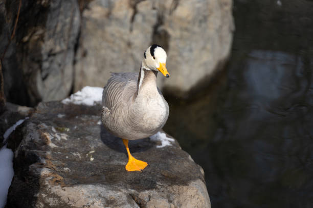 istock Duck bar-headed goose resting on the rocks on the shore 1388360109