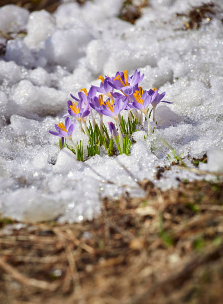 istock Close up spring crocus flower in the melting snow in the sun 1388360269
