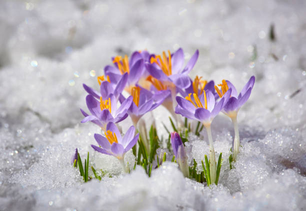 istock Close up spring crocus flower in the melting snow in the sun 1388360277