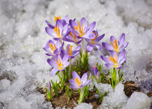 istock Close up spring crocus flower in the melting snow in the sun 1388360349