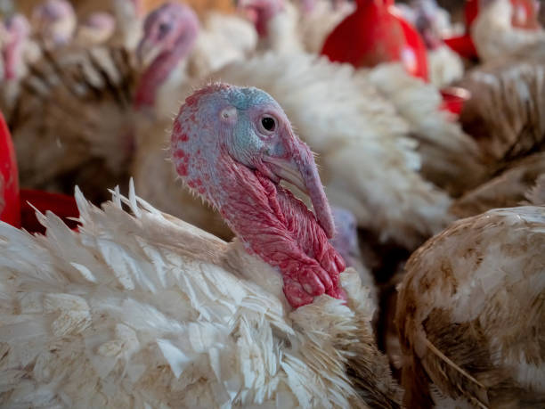 istock Turkey on a farm, breeding turkeys. Poultry farming 1388360445