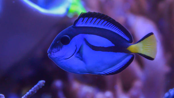 istock fish and coral in reef tank 1388361468