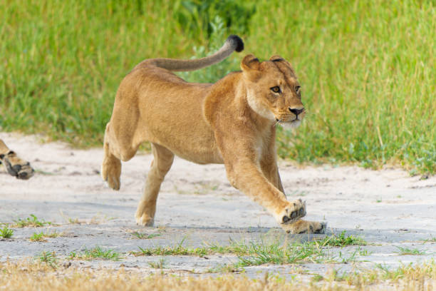 istock lion fighting and playing in the Okavango Delta 1388361770