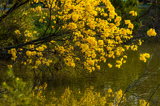 Beautiful blooming Yellow Golden Tabebuia Chrysotricha flowers with the park in spring day at Evening background in Thailand.