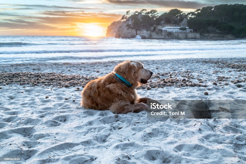 Beautiful adult golden retriever, lying in the sand on the beach at sunset Beautiful adult golden retriever, lying on the sand of Cala Galdana in Menorca, with the sunset in the background Dog Stock Photo
