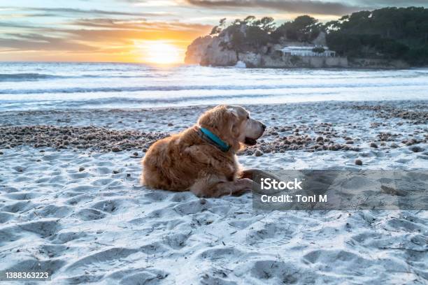 Beautiful Adult Golden Retriever Lying In The Sand On The Beach At Sunset Stock Photo - Download Image Now