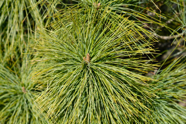 Himalayan pine Himalayan pine - Latin name - Pinus wallichiana pinus wallichiana stock pictures, royalty-free photos & images