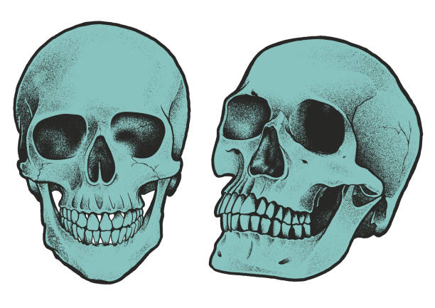 vintage ręcznie rysowana kropkowana czaszka - sketch skull people anatomy stock illustrations