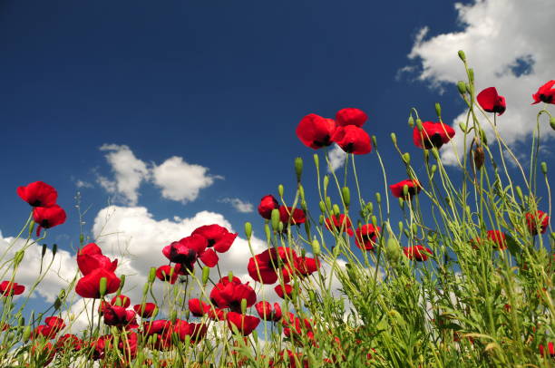 istock Red Poppy Field and Sky 1388364347