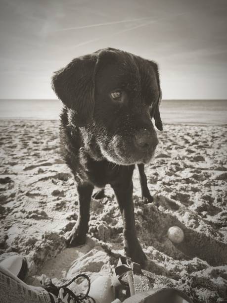Labrador plays in the sun on the beach