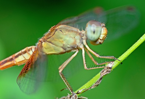 Dragonfly and compound eyes on branch.