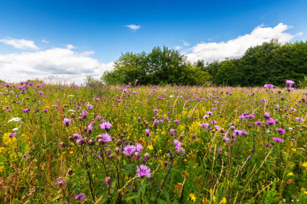 istock meadow with blooming wild herbs near the forest 1388364705