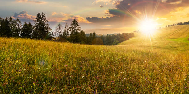 istock coniferous forest on the grassy hill at sunset 1388364771