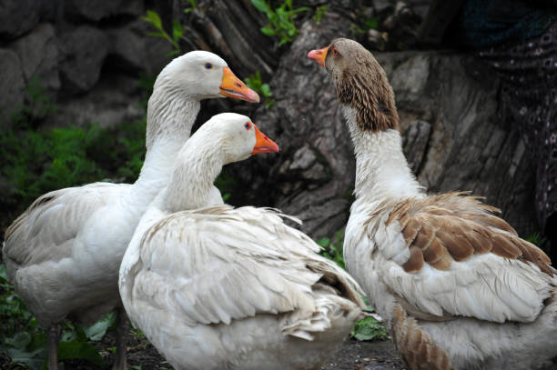 Geese on the farm