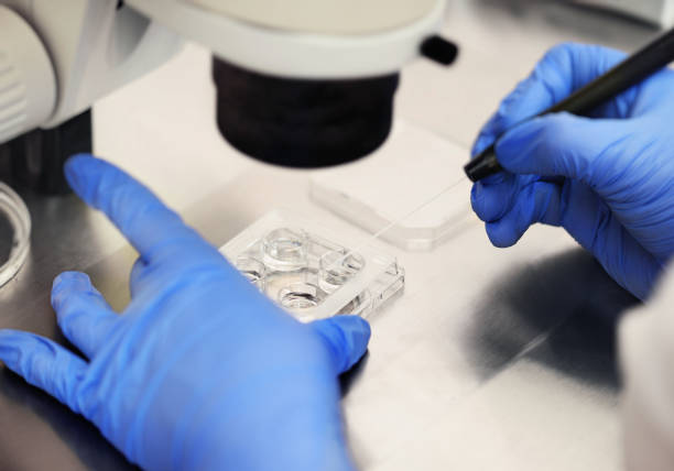 process of artificial insemination of an egg in an ivf clinic - artificial insemination imagens e fotografias de stock