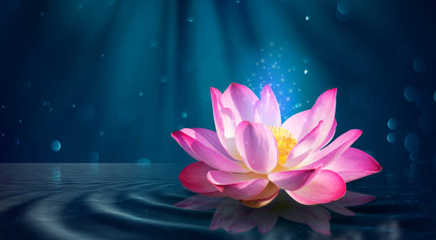 istock lotus Pink light purple floating light sparkle purple background 1388367232