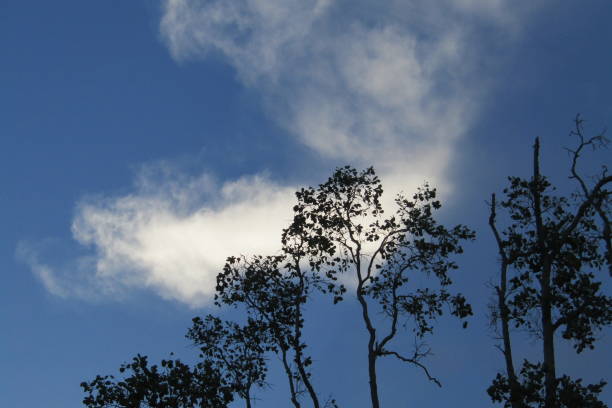 the blue sky and the clouds between the trees are beautiful, beautiful nature