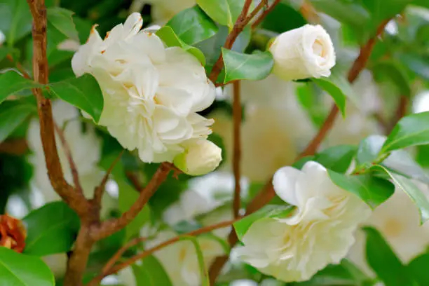 Photo of Camellia japonica / Japanese camellia Flower: Red, Pink and White