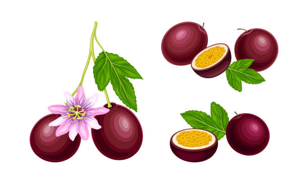Ripe passionfruit with leaves and flowers set. Whole and pieces of fresh juicy exotic maracuya fruit vector illustration Ripe passionfruit with leaves and flowers set. Whole and pieces of fresh juicy exotic maracuya fruit vector illustration isolated on white background passion fruit flower stock illustrations
