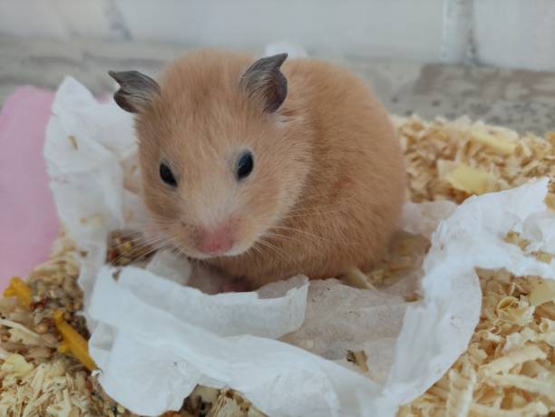 istock Cute syrian hamster look at camera close-up 1388367812