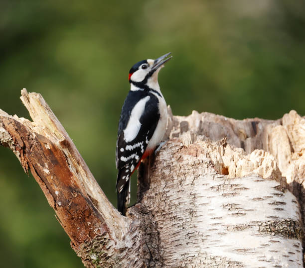 istock Great Spotted Woodpecker (Dendrocopos major) Male 1388367845