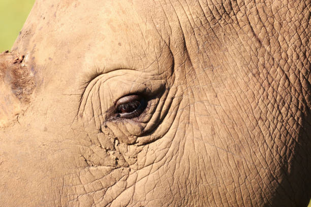 istock Close up on an African Rhino's eye 1388368196