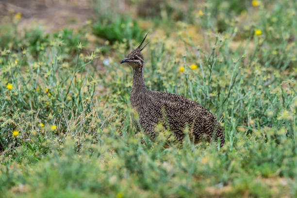 istock Elegant crested tinamou, Eudromia elegans, Pampas grassland environment, La Pampa province, Patagonia, Argentina. 1388371971