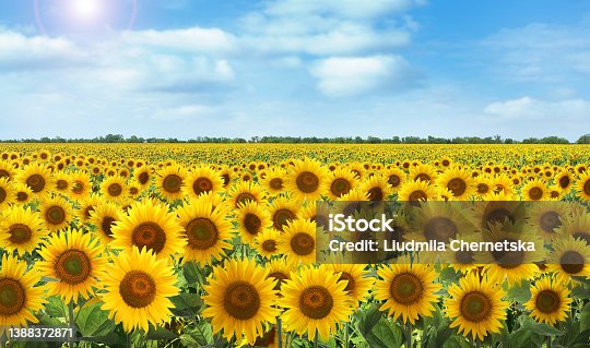 istock Beautiful sunflower field under blue sky with clouds on sunny day 1388372871