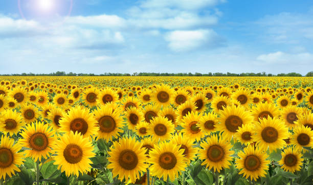 Beautiful sunflower field under blue sky with clouds on sunny day Beautiful sunflower field under blue sky with clouds on sunny day sunflower stock pictures, royalty-free photos & images
