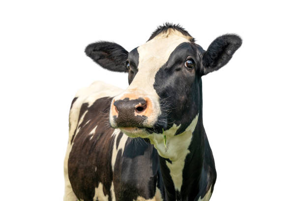 cow isolated on white, black and white looking, pink nose Mature cow, black and white curious surprised look, in a green field, blue sky stock photo
