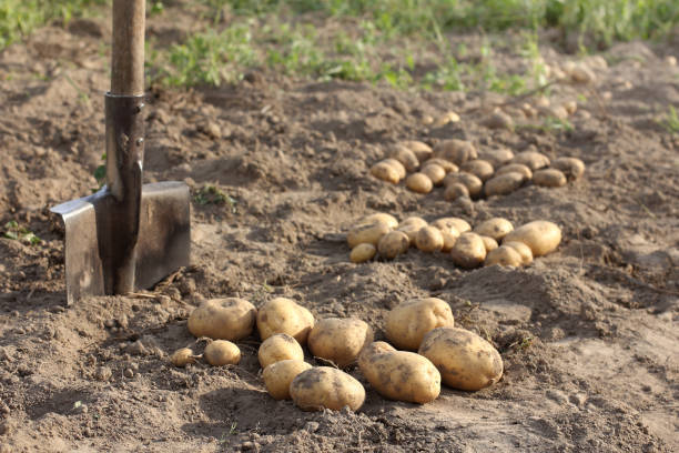 selected crop of young potatoes stock photo