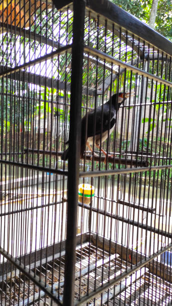 istock Caged bird - stock photo 1388375494