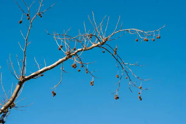 Photo of Shade banana tree with fruit without leaves in winter with blue sky horizontal