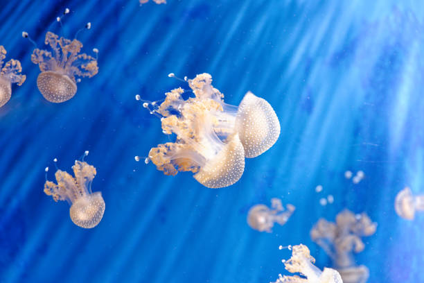 белая пятнистая медуза - phyllorhiza punctata - white spotted jellyfish фотографии стоковые фото и изображения
